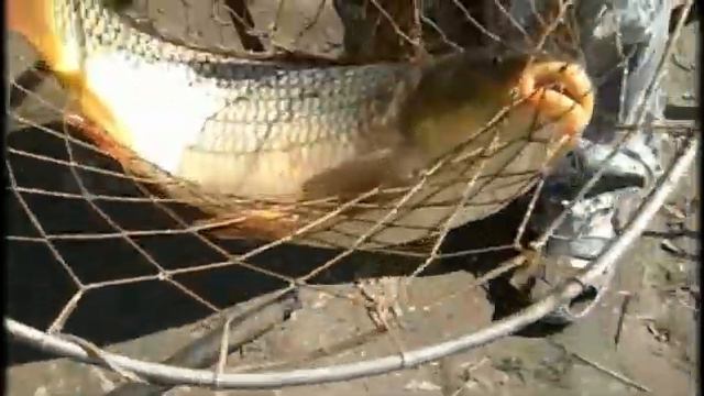 Рыбалка на Днестре 22 07 20 смотреть онлайн