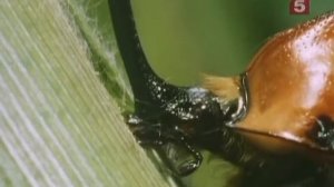 "В мире жуков"