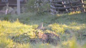 большой кроншнеп кричит