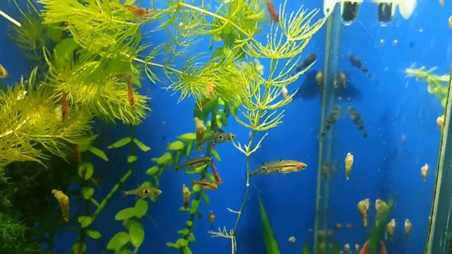 Нерест трилиниатусов и особенности содержания бычков Пчёлка смотреть онлайн