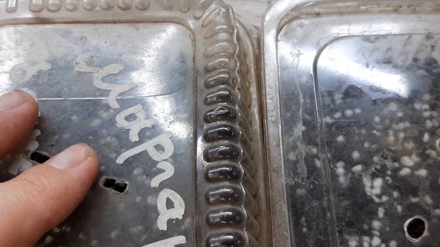 ПОСЛЕДНИЕ ПОСЕВЫ ОДНОЛЕТНИХ ЦВЕТОВ В 2021Г.// МИМУЛЮС ,НЕМЕЗИЯ, ЦЫНИЯ, НАСТУРЦИЯ, ТУНБЕРГИЯ! смотреть онлайн