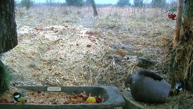Стайка синиц на кормушке - 10 декабря 2020 смотреть онлайн