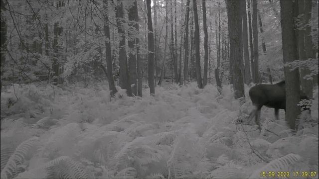 Лоси на лесных тропах смотреть онлайн