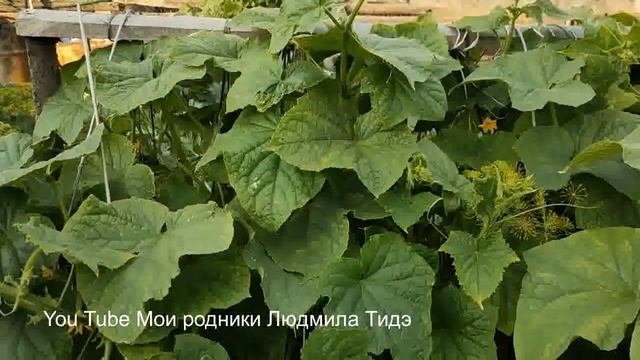 Почему зольно- дрожжевые подкормки полезны для огурцов смотреть онлайн