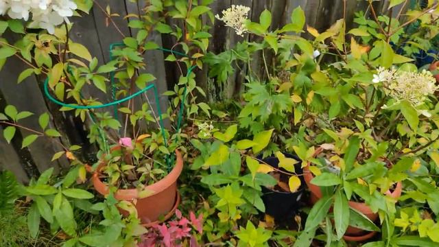 Посылка из Русского огорода Что прислали, прижилось? смотреть онлайн