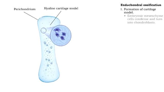 Bone Formation ( Ossification )