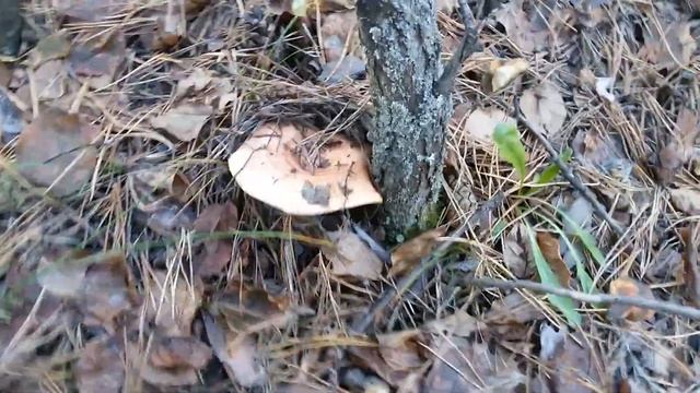 За грибами с хорошим настроением) смотреть онлайн