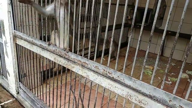 СУХУМ.ПИТОМНИК ОБЕЗЬЯН.АБХАЗИЯ смотреть онлайн