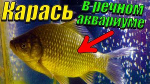Карась в аквариуме. [Новые речные рыбы в аквариуме с дикими окунями].