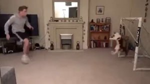 Кот - вратарь