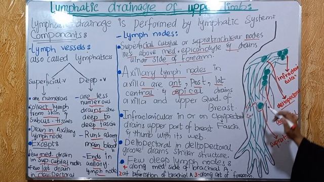 Lymphatic drainage of upper limb | clinical anatomy |lymph nodesand vessel |ayesha medical educatio смотреть онлайн