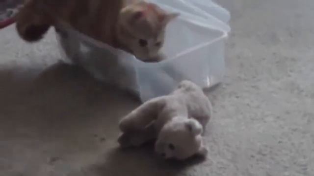 Кот в коробке