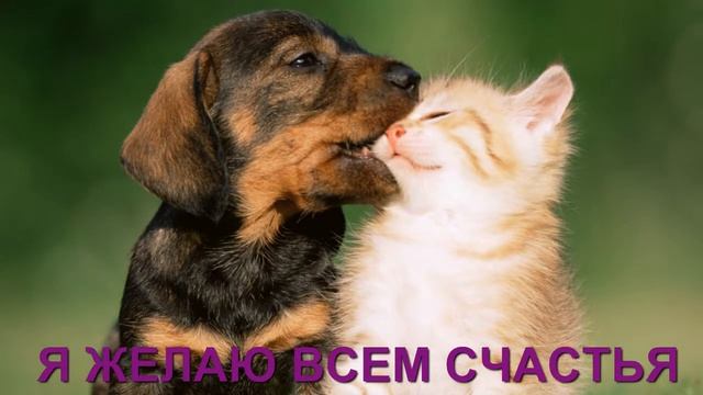 Я ЖЕЛАЮ ВСЕМ СЧАСТЬЯ. В МИРЕ ЖИВОТНЫХ 7 . смотреть онлайн