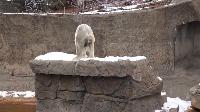 7 ФАКТОВ о МЕДВЕДЯХ смотреть онлайн