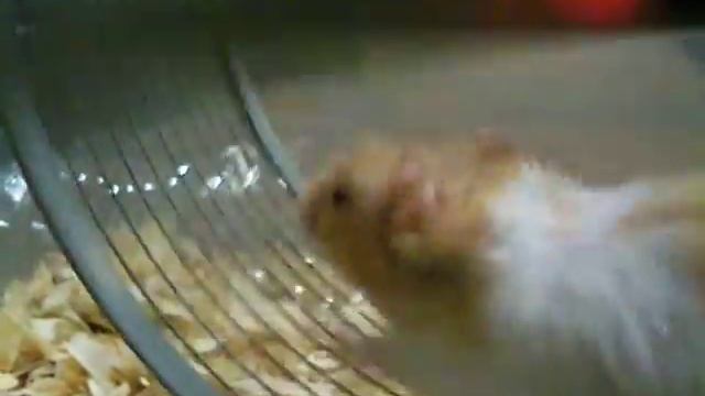 Cute little hamster on hamster wheel ? Пушистый хомячок на колесе смотреть онлайн
