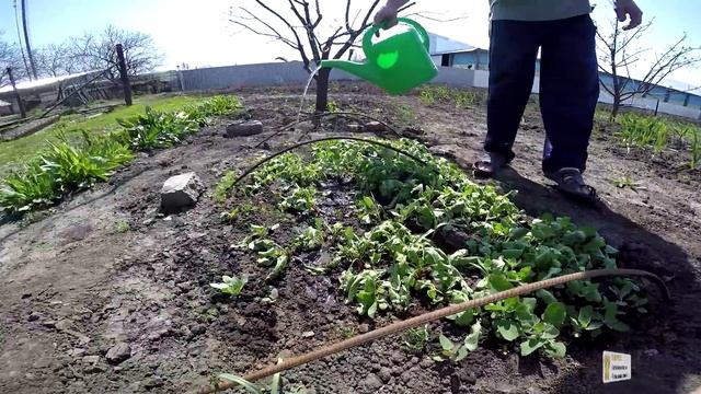 МИНИ ТЕПЛИЦА - ПАРНИК СВОИМИ РУКАМИ - zolotyeruki смотреть онлайн