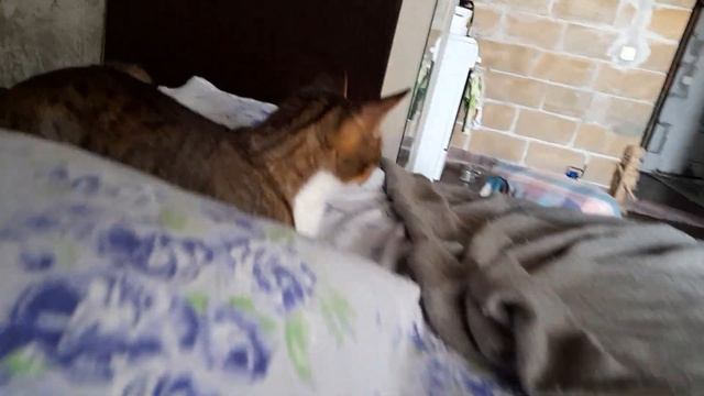 Я Котя, я люблю играть и ищу добрые ручки, помощь Коте на Сбер 4817 7602 5393 8058, Светлана смотреть онлайн