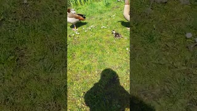 Ducks around Vondelpark, Netherlands смотреть онлайн