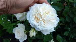 Роза Космос  флорибунда от Кордес. Вечер.