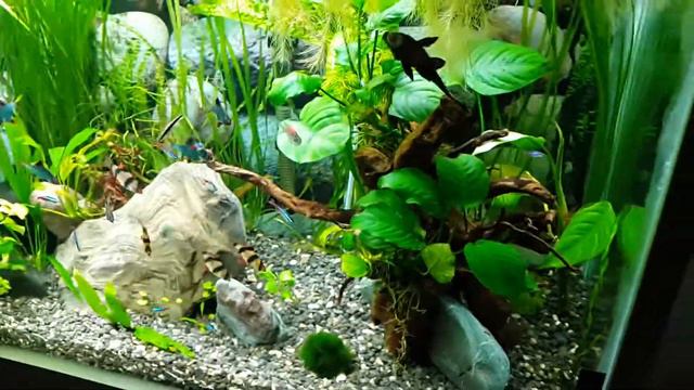 Emil Aquarium Baki смотреть онлайн