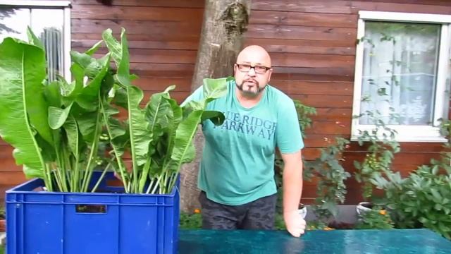Хрен.Листья хрена.Как вырастить хрен.Огород Баварский. Бавария. смотреть онлайн