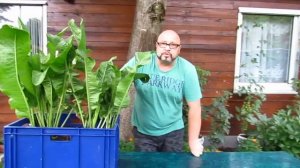 Хрен.Листья хрена.Как вырастить хрен.Огород Баварский. Бавария.