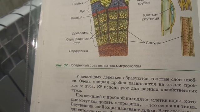 Биология 6 класс § 9 (Автор: Пасечник В.В. ) Строение стебля смотреть онлайн