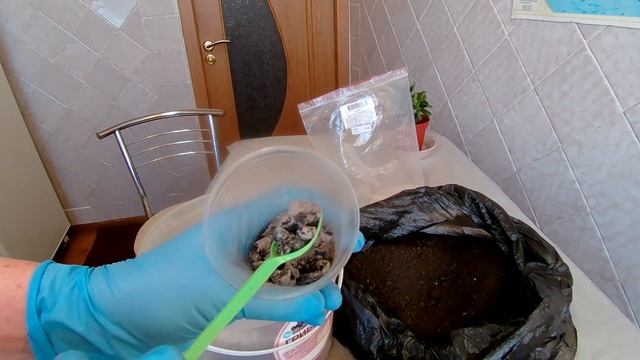 Пересаживаю крассулу "Хоббит" | Отличный грунт для денежного дерева. смотреть онлайн