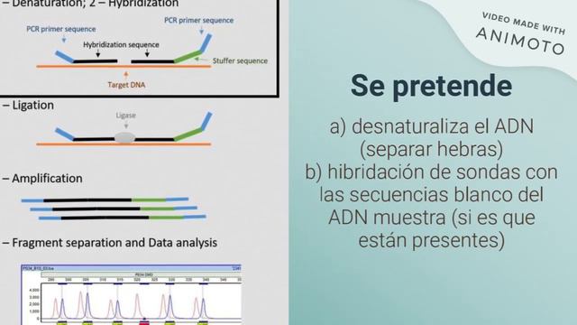 MLPA (multiplex ligation-dependent probe amplification) смотреть онлайн