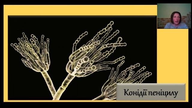 Мікроскопічні гриби. 6 клас смотреть онлайн