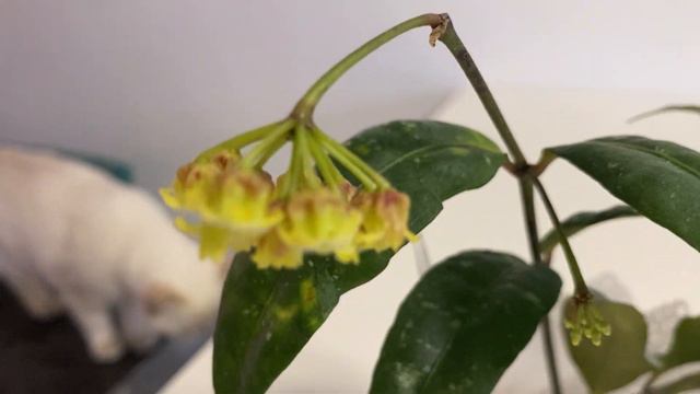 Цветение хойи Амикпбилис( Hoya Amicabilis) смотреть онлайн