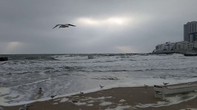 Наслаждайся жизнью /море /чайки /берег моря / Одесса смотреть онлайн