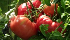 ЭТИ ТОМАТЫ СМЕТАЮТ ПАЧКАМИ, Томаты Гиганты, Мегаурожайные, Обязательно посажу в 2023