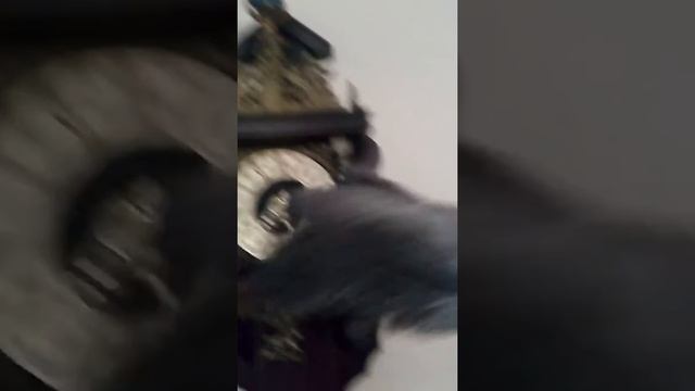 Метелка из настоящих страусиных перьев, СМАРТ смотреть онлайн