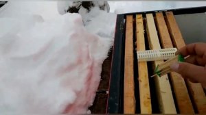 Лечение Мешотчатого расплода#пчеловодство#болезнипчёл#пасека#пчёлы#изоляцияматок#малыхин#зимовка202