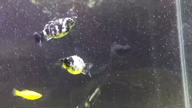 Giant Mollys And Bubble Eye Fish And Some Mollys And Angel Fish