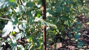 Томат Абрикотин. Обзор выращивания в открытом грунте. Помидоры черри.