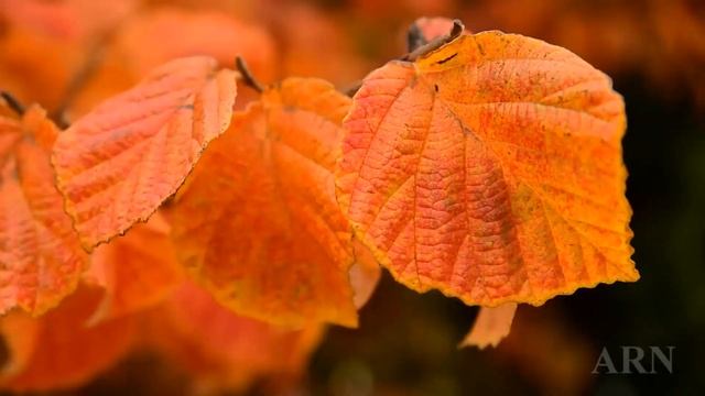 Красивая музыка для души (осень)!!! Музыка Осени. Music Of Autumn