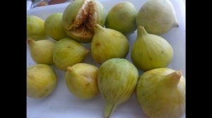 Инжир Вся польза инжира. Кому нельзя есть инжир?