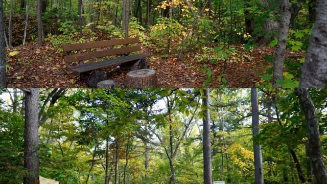 Осень/Прогулка в лесу и в Ботаническом саду/Владивосток смотреть онлайн