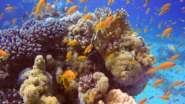 Scuba Diving Safaga Egypt Redsea 2019