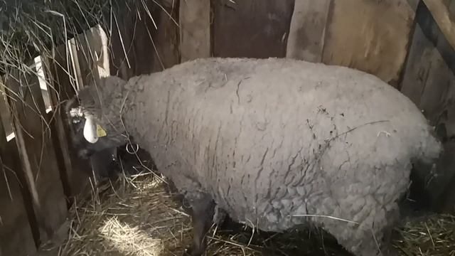 последний окот овцы- не раскрылась шейка матки смотреть онлайн