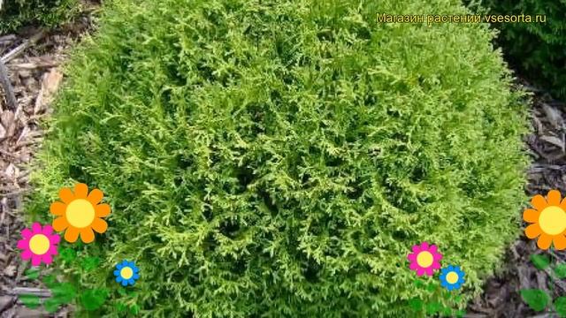 Туя западная Тини Тим. Краткий обзор, описание характеристик thuja occidentalis Tiny Tim смотреть онлайн