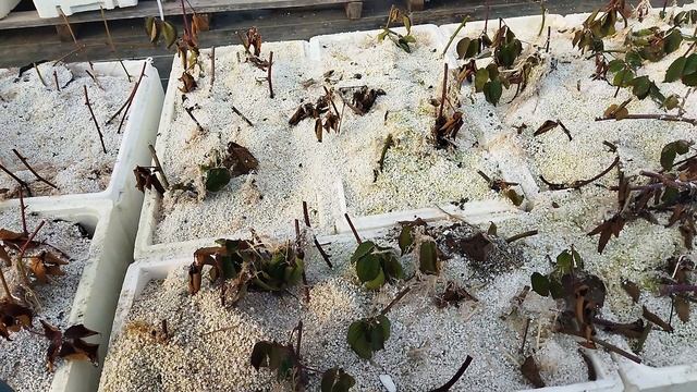 Хранение саженцев малины и ежевики. Проверка в январе. Пригород Воронежа смотреть онлайн