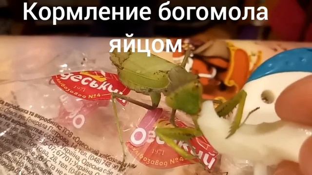 Кормление богомола яйцом? смотреть онлайн
