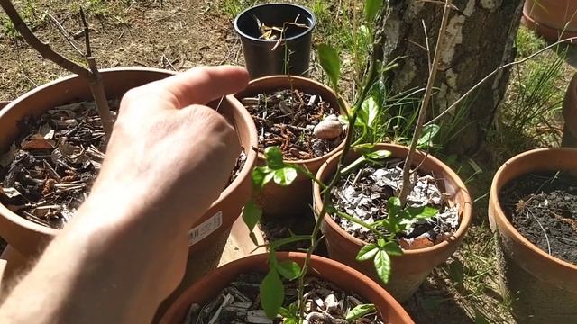 Update On Flying Dragon Orange Grown From Seed - Cold Hardy Citrus - Poncirus Trifoliata смотреть онлайн