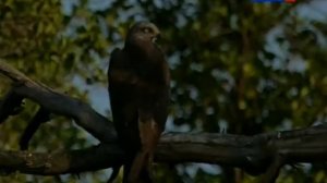 Козодой. Страна птиц.