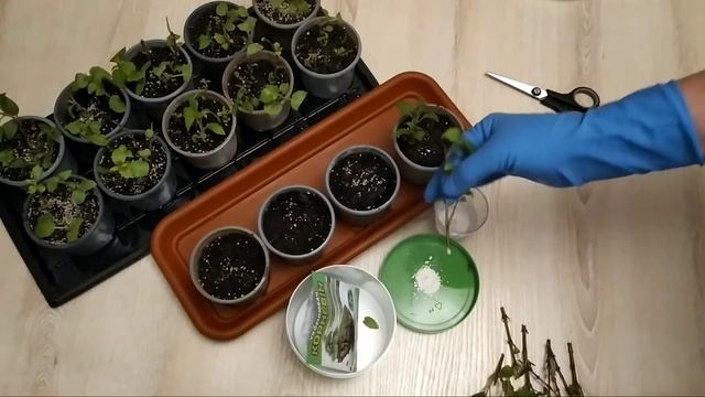 Черенкуем фуксию смотреть онлайн