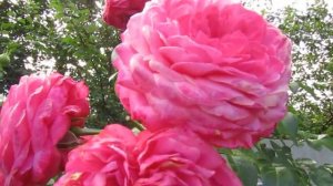 Мой Розовый Сад 2020г. Розанна (Rosanna) - плетистая роза.