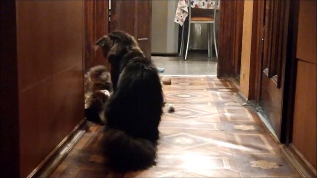 Мейн кун смотреть онлайн